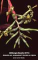 Billbergia Beadle #0114