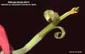 Billbergia Beadle #0114
