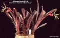 Billbergia Beadle #0118