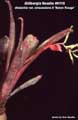 Billbergia Beadle #0118