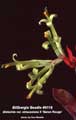 Billbergia Beadle #0118