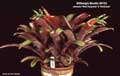 Billbergia Beadle #0122