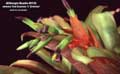 Billbergia Beadle #0122