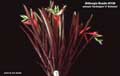Billbergia Beadle #0128