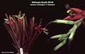 Billbergia Beadle #0128