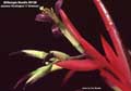 Billbergia Beadle #0128
