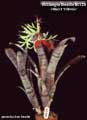 Billbergia Beadle #0129