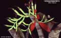 Billbergia Beadle #0129