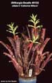 Billbergia Beadle #0132