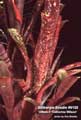 Billbergia Beadle #0132