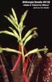 Billbergia Beadle #0132