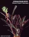 Billbergia Beadle #0133