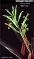 Billbergia Beadle #0133