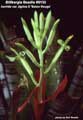 Billbergia Beadle #0133
