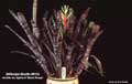 Billbergia Beadle #0133