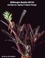 Billbergia Beadle #0133