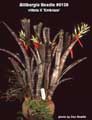 Billbergia Beadle #0139