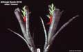Billbergia Beadle #0139