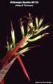 Billbergia Beadle #0139