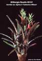 Billbergia Beadle #0141