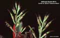 Billbergia Beadle #0141