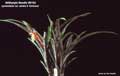 Billbergia Beadle #0153