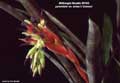 Billbergia Beadle #0153