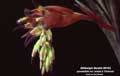 Billbergia Beadle #0153