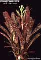 Billbergia Beadle #0156