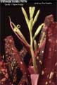 Billbergia Beadle #0156