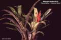 Billbergia Beadle #0157