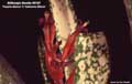 Billbergia Beadle #0157
