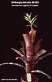 Billbergia Beadle #0162