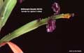 Billbergia Beadle #0162