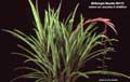 Billbergia Beadle #0173