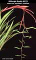 Billbergia Beadle #0173