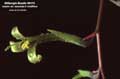 Billbergia Beadle #0173