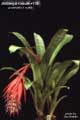Billbergia Beadle #0178