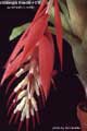 Billbergia Beadle #0178
