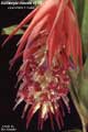 Billbergia Beadle #0178