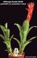 Billbergia Beadle #0180