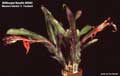 Billbergia Beadle #0242