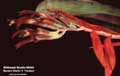 Billbergia Beadle #0242