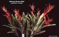 Billbergia Beadle #0269
