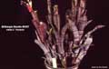 Billbergia Beadle #0297