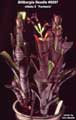 Billbergia Beadle #0297