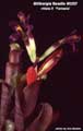 Billbergia Beadle #0297