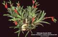 Billbergia Beadle #0351