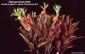 Billbergia Beadle #0360