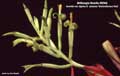 Billbergia Beadle #0360